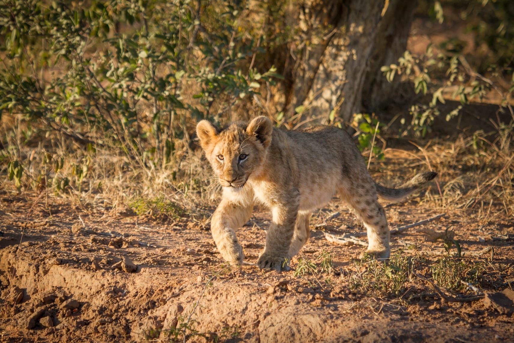 Lion cub in the Waterberg